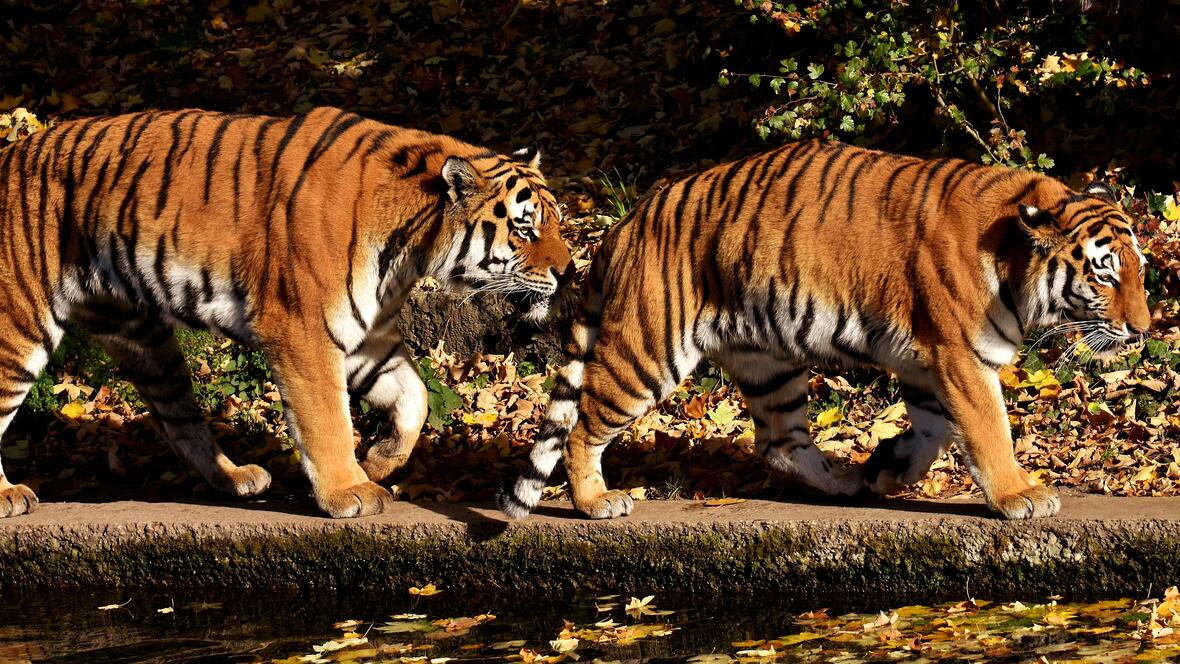 muenchen-hellabrunn_tiger